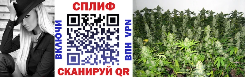 где продают   Новороссийск  Каннабис THC 21% 